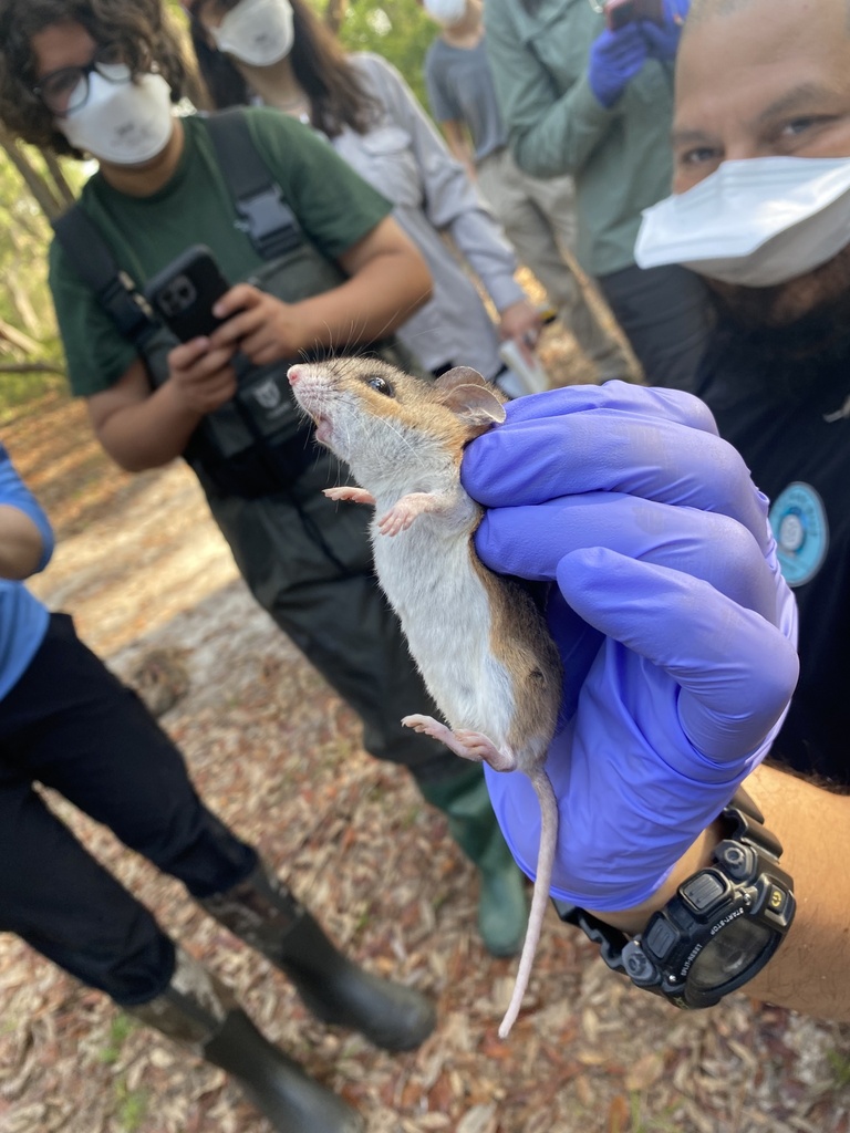 Florida Mouse in May 2024 by frshwtrfan · iNaturalist