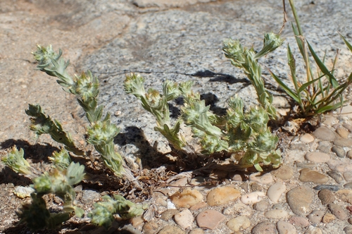 Image of Filago pyramidata by (c) Jorge Íñiguez, some rights reserved (CC BY)