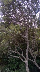 Alectryon excelsus excelsus