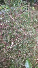 Coprosma propinqua propinqua