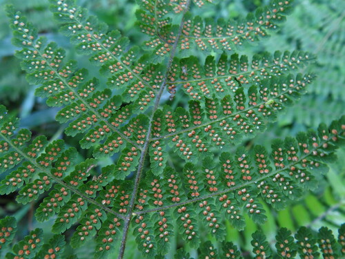 Acystopteris tenuisecta iNat (1)