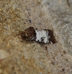 Pseudacontia crustaria