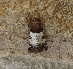 Pseudacontia crustaria
