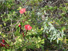 Ipomoea microdactyla