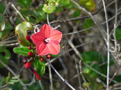 Ipomoea microdactyla