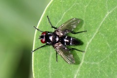 Gastrolepta anthracina