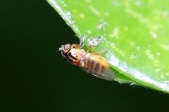 Chlorops pumilionis