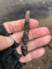 Diopatra cuprea