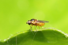 Chlorops pumilionis