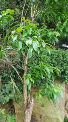 Ehretia longiflora