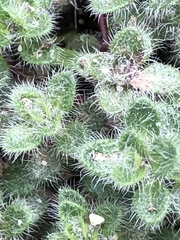 Thymus praecox polytrichus