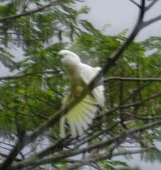 Cacatua moluccensis