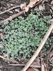 Thymus praecox polytrichus