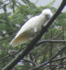 Cacatua moluccensis