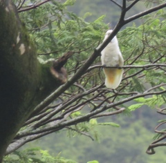 Cacatua moluccensis