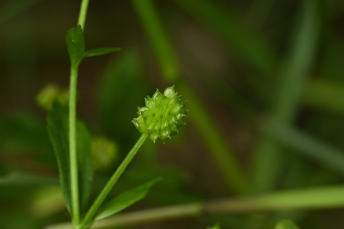 Image of Ranunculus chinensis by (c) 曾昱承 Yu-Cheng Zeng, some rights reserved (CC BY)