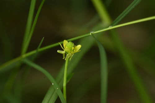 Image of Ranunculus chinensis by (c) 曾昱承 Yu-Cheng Zeng, some rights reserved (CC BY)