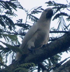 Cacatua moluccensis