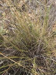 Nassella lepida