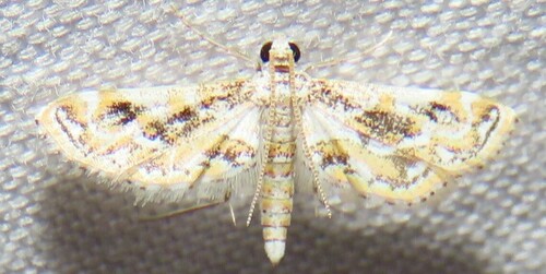 Hydrilla Leafcutter Moth photo 6