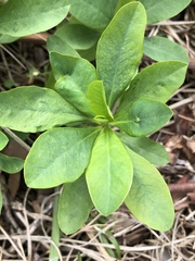 Euphorbia amygdaloides