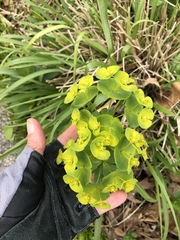 Euphorbia amygdaloides