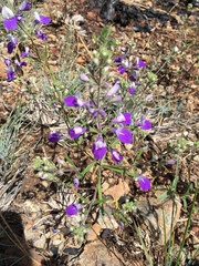 Collinsia linearis