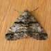 Cryptic Bark Moth - Photo (c) Donald Hobern, some rights reserved (CC BY)
