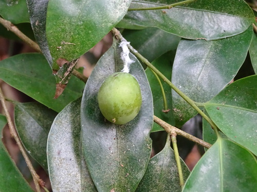 Drypetes indica