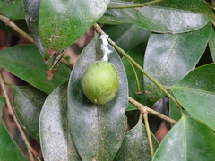 Drypetes indica