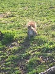 Sciurus carolinensis