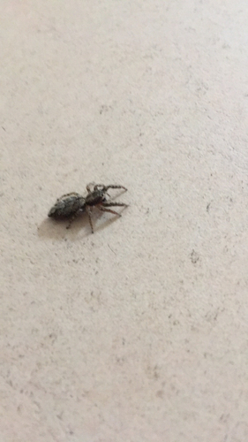 Fencepost jumping spider, Houten, photo 10 of 10