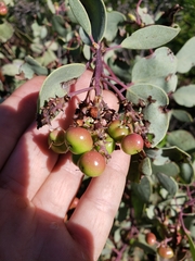 Arctostaphylos mewukka