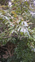 Alectryon excelsus excelsus