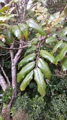 Alectryon excelsus excelsus