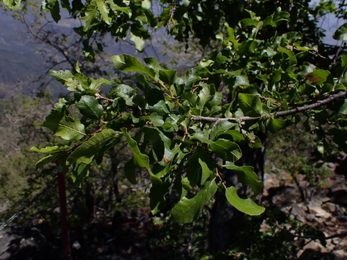 Image of Nothofagus macrocarpa by (c) Nolan Exe, some rights reserved (CC BY)
