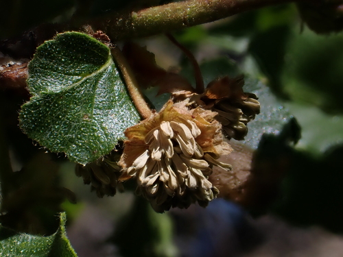 Image of Nothofagus macrocarpa by (c) Nolan Exe, some rights reserved (CC BY)