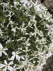 Phlox douglasii