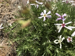 Phlox douglasii