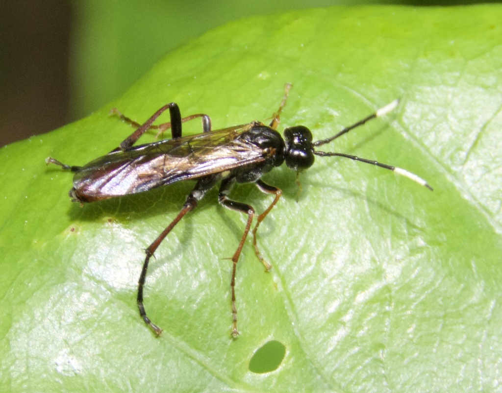 Colon Sawfly