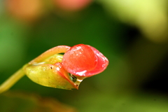 Begonia formosana