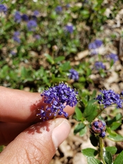 Ceanothus lemmonii