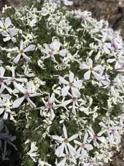 Phlox douglasii