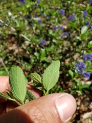 Ceanothus lemmonii