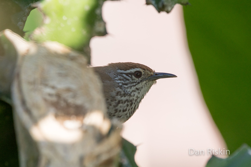 Spot-breasted Wren (Pheugopedius maculipectus), photo 8