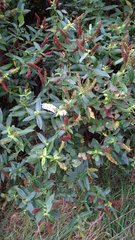 Veronica stricta stricta