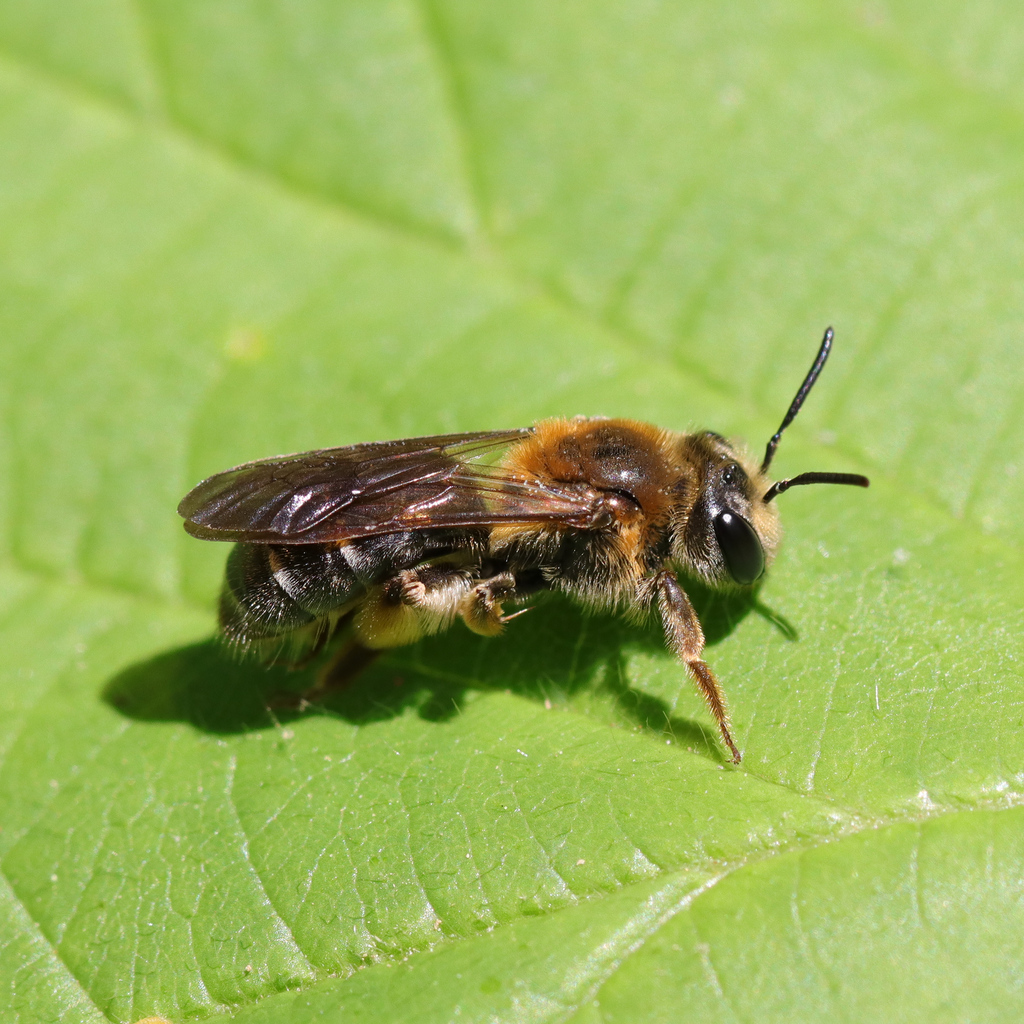 Andrena macra