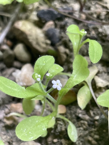 Grotvergeet-mij-nietje (Myosotis speluncicola)