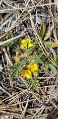Potentilla subviscosa