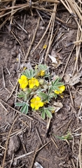 Potentilla subviscosa